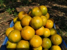 IMG-20200213-WA0005