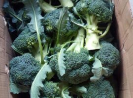 Broccoli