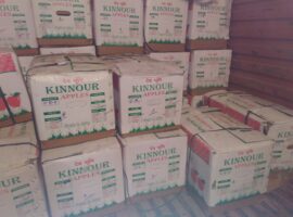 Consignment of apples from kinnaur