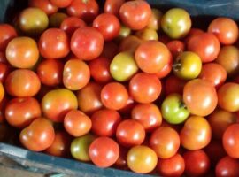 Fresh-him-sona-tomatoes-of-solan
