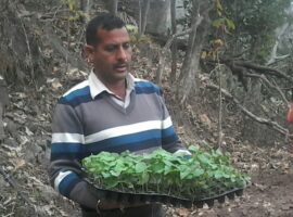 Transplantation of nursery