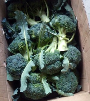 Broccoli