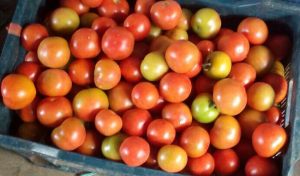 Fresh-him-sona-tomatoes-of-solan
