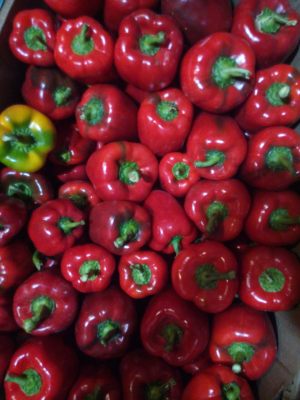 Red-Capcicum