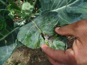Success-against-aphid-attack