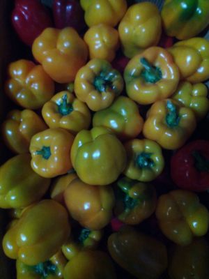 organic-Yellow-Capcicum