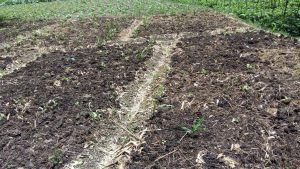 organic-inputs-applied-on-field