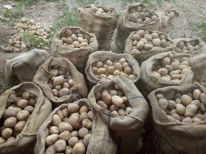 organic-pahari-potatoes